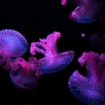 九游会网址的安全性分析:如何保护你的游戏账户 zy6xcwa